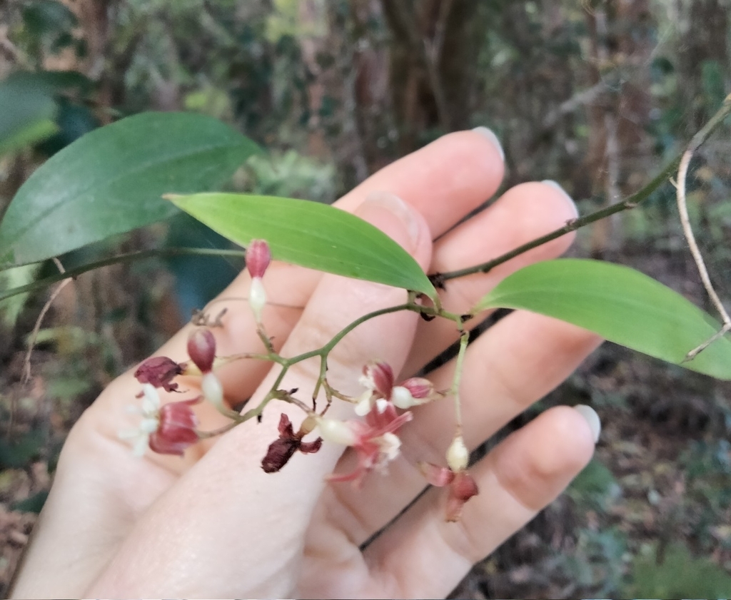 Petermannia