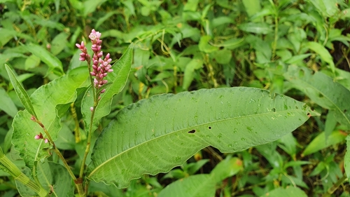 Persicaria elatior