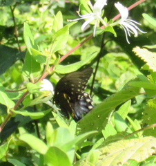 Papilio troilus troilus