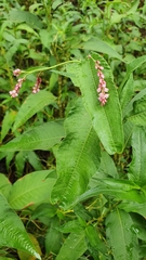 Persicaria elatior