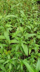 Persicaria elatior