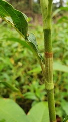 Persicaria elatior