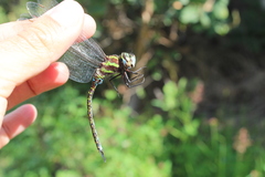 Rhionaeschna psilus
