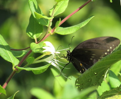 Papilio troilus troilus