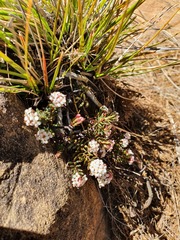 Pimelea suteri