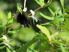 Papilio troilus troilus