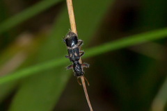 Neoscrobiger rauciceps
