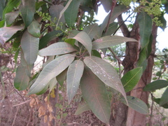 Mangifera
