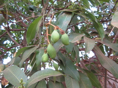 Mangifera