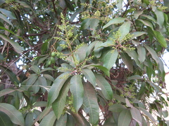 Mangifera