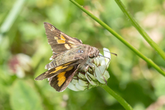 Trapezites phigalioides