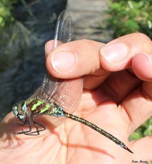 Rhionaeschna psilus