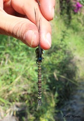 Rhionaeschna psilus