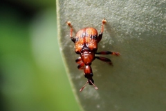 Strigapoderus javanicus