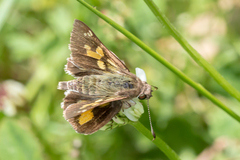 Trapezites phigalioides