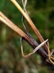 Juncus planifolius