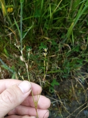 Juncus planifolius