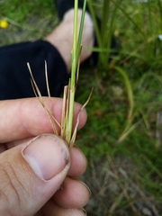 Juncus planifolius