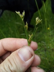 Juncus planifolius