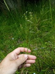 Juncus planifolius