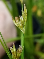 Juncus planifolius