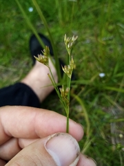Juncus planifolius