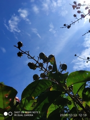 Lagerstroemia speciosa