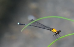 Prodasineura croconota