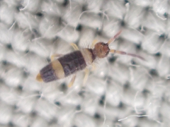 Entomobrya clitellaria