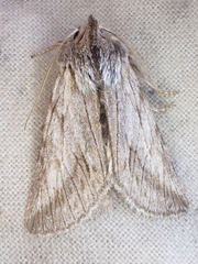 Pleromelloida cinerea