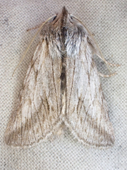 Pleromelloida cinerea