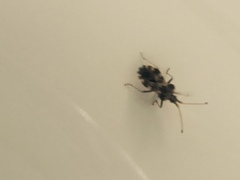 Centrocoris variegatus