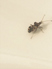 Centrocoris variegatus