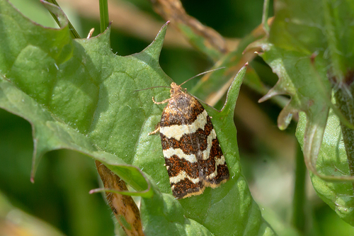 Conchylis subfurcatana