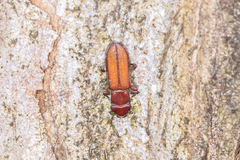 Platisus angusticollis