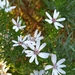 Olearia glutinosa - Photo (c) friendsgroup, some rights reserved (CC BY-NC), uploaded by friendsgroup