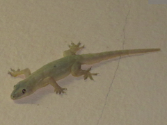 Hemidactylus platyurus