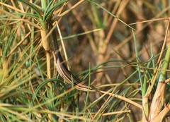Eutropis bibronii