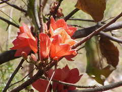 Brachychiton viscidulus