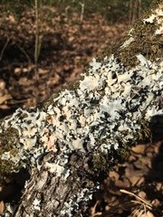 Parmotrema submarginale