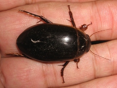 Dytiscus cordieri