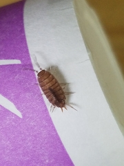 Isopoda