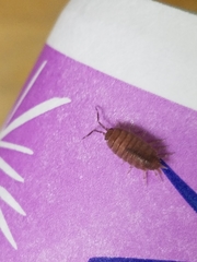 Isopoda