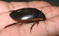 Dytiscus cordieri
