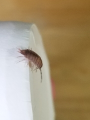 Isopoda