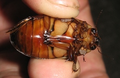 Dytiscus cordieri