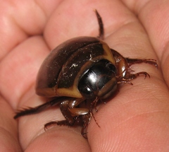 Dytiscus cordieri