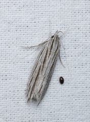 Leistarcha scitissimella