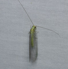 Calochrysa extranea