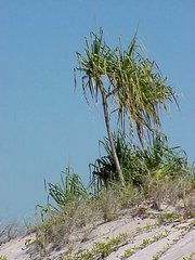 Pandanus spiralis
